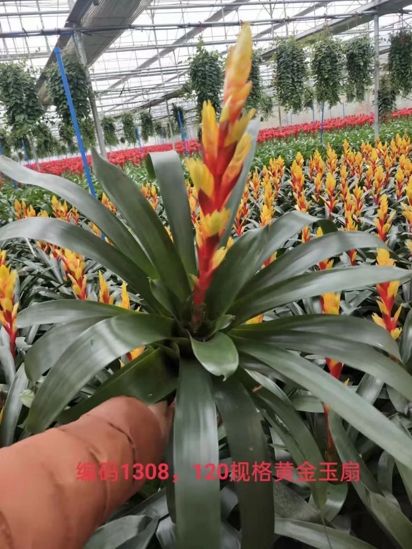 Indoor flower green planting plants