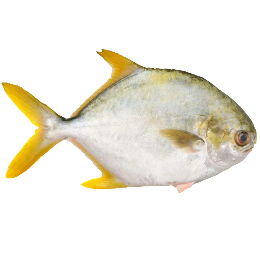 New arrival frozen seafood squid frozen squid bait