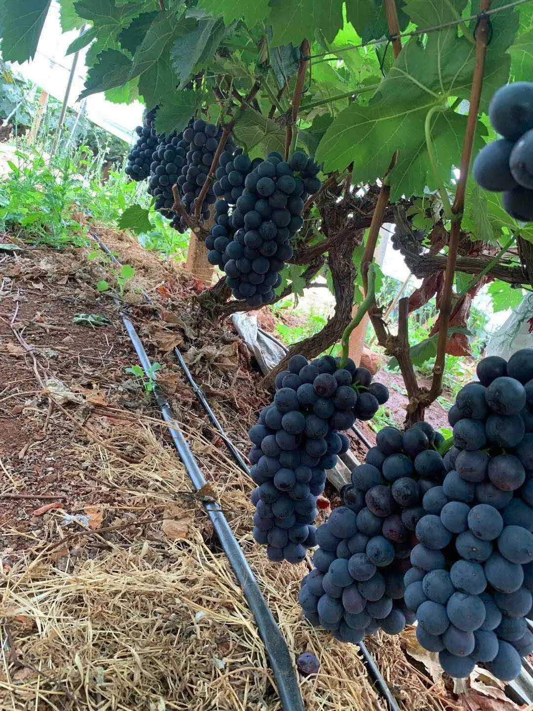 Fresh black grape with juicy sweet taste