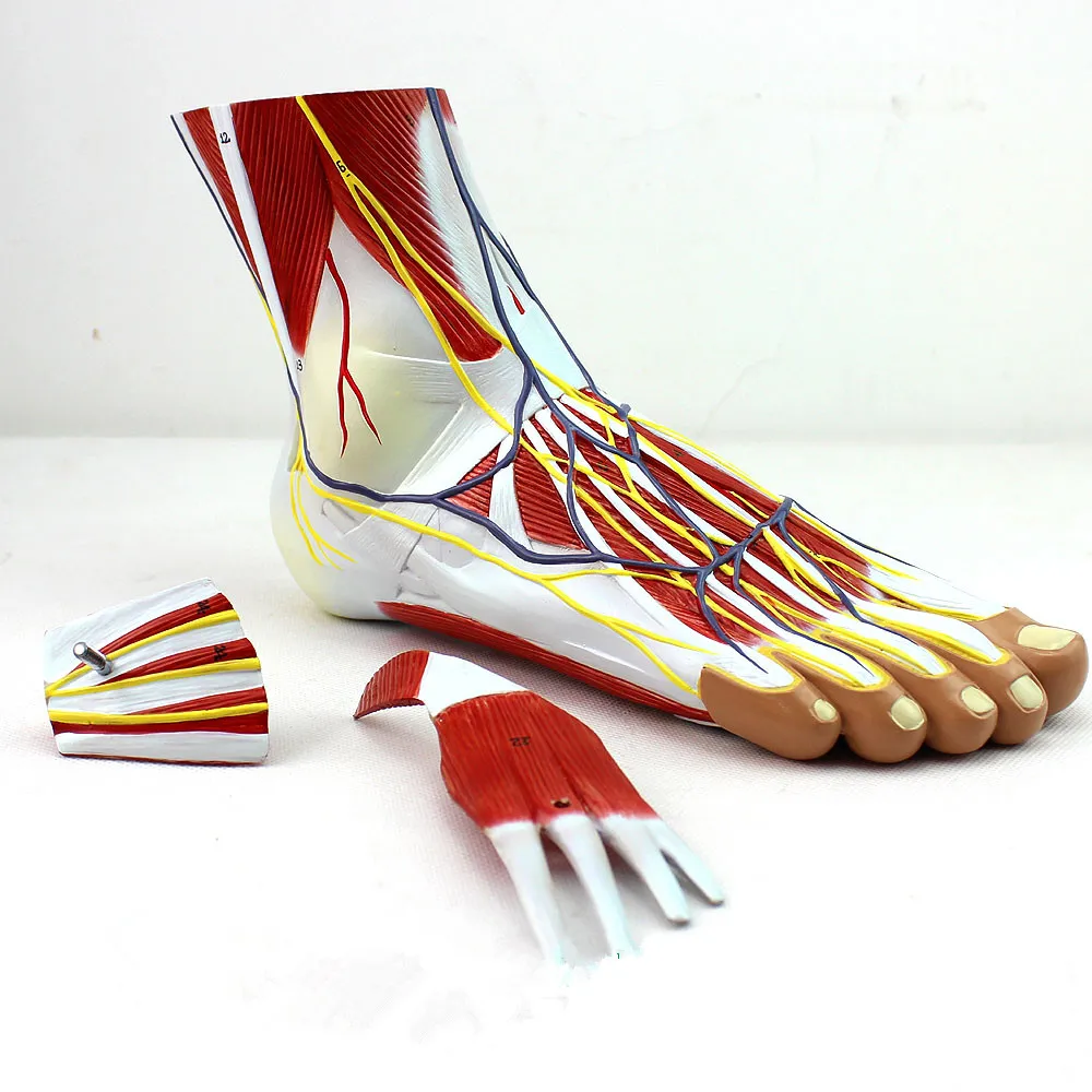 Human body anatomical model Foot joint muscle neuropian ligament foot ankle joint  model