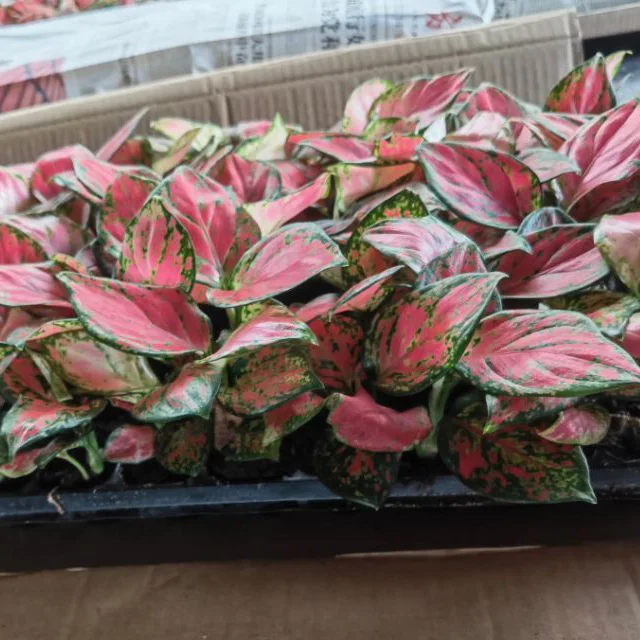 Wholesale factory plug seedlings aglaonema Rich Red South Korea other agricultural products