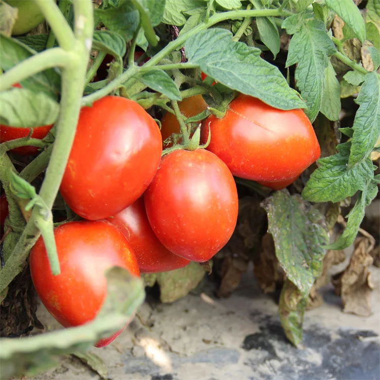  High yield vegetable seeds red tomato