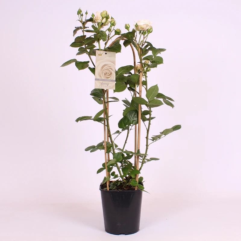 Plastic label for plant flower tag identify marker  flower name hang tag