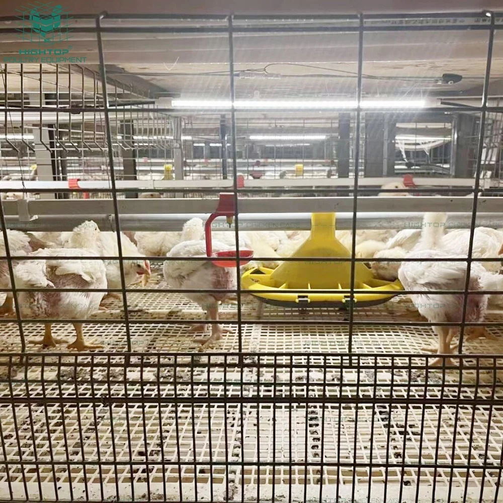 New Design Chicken House Laying Coop Automatic Harvesting 3Tiers H Type Chicken Broiler Cages With Conveyer Belt