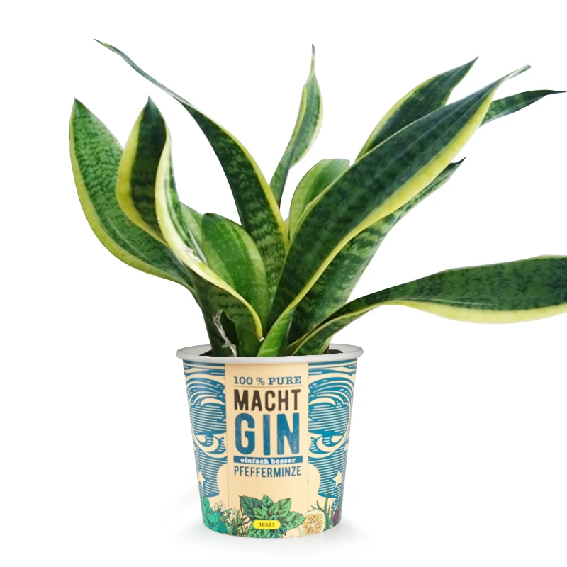 Paper flower grow cup Eco Friendly Biodegradable Garden flower paper Pot Planter Kit