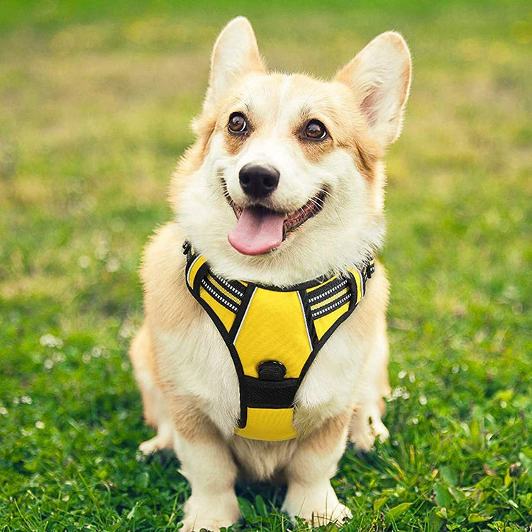 Amazon Best Seller Body Small Mesh Fashion Dog Pet Harness for Dog