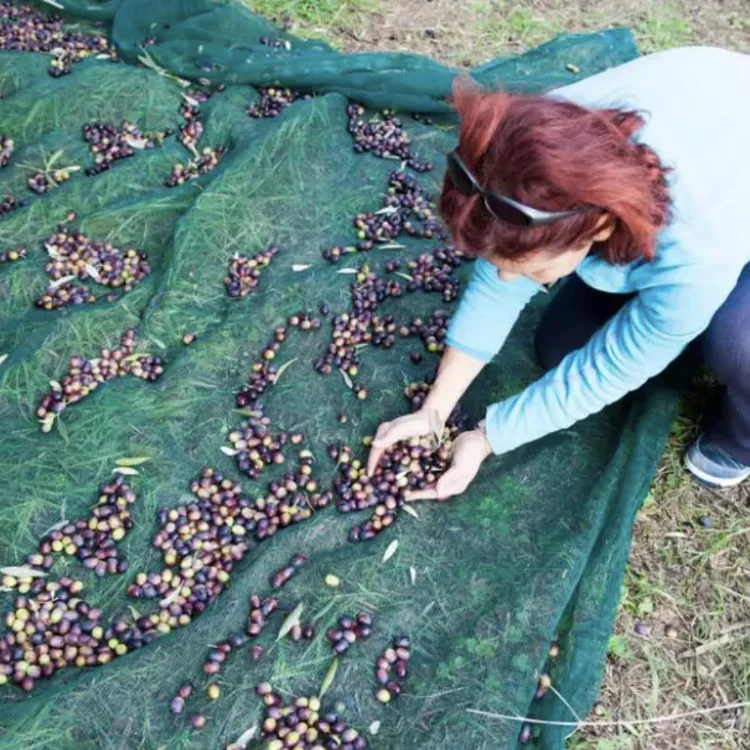 Hot sale HDPE plastic hazelnuts olive harvest net 110 gsm Green Agricultural Fruit Olive collection net olive net