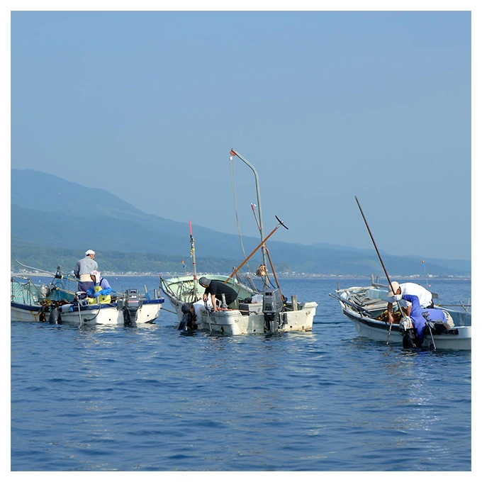 Japan hotpot seasoning rishiri kelp manufacturers seaweed snack