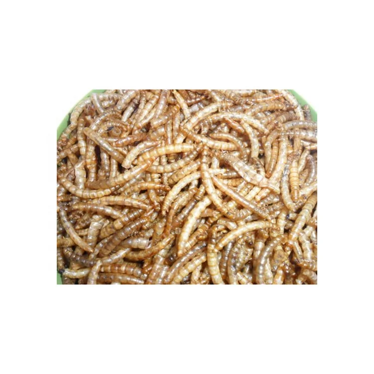 
Xin jie biotechnology Microwaved dried mealworms dried mealworm bird food pets food animal food 