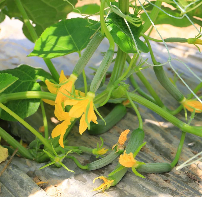 Heat Tolerant hybrid cucumber seeds for open filed