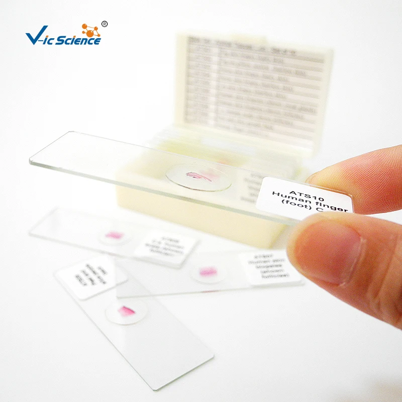 Medical Parasitology Prepared Slides for Students Learning Doctor Research Use High Standard Protozoa Prepared Slides