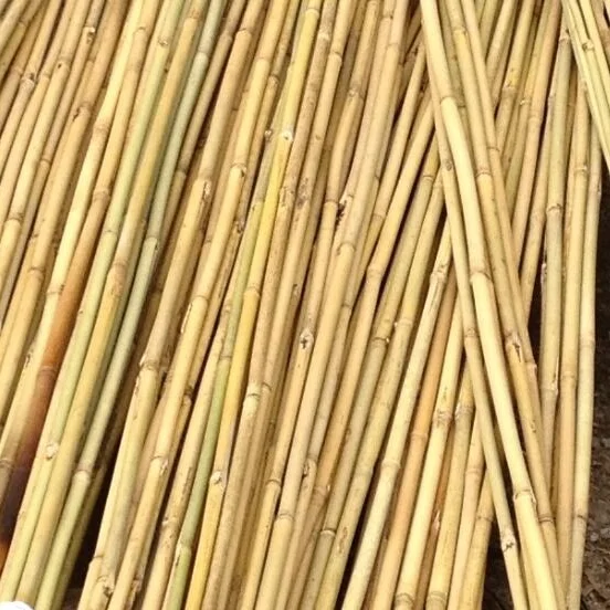 Natural straight bamboo stake Tonkin bamboo cane Guangdong original for planting