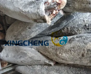 
Seafrozen oil fish HGT(Lepidocybium flavobrunneum) 