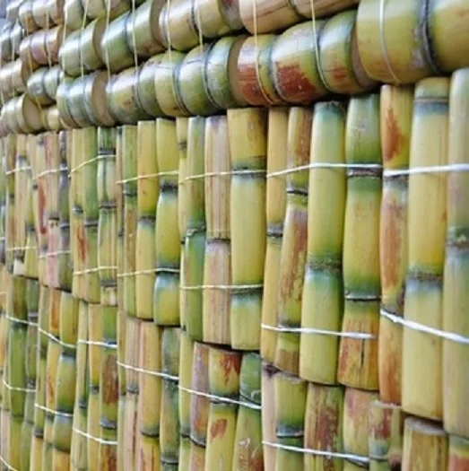High Quality Natural Sugar Cane (Stick) Best 2021 Supplier Low Price Raw Wholesale Sweet Fresh Sugarcane Organic