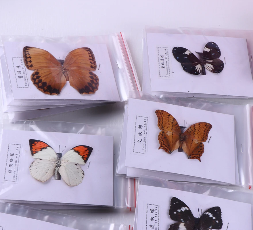 Natural decorative gift air dry inlaid storage insect specimens hundreds of beautiful real butterfly specimens