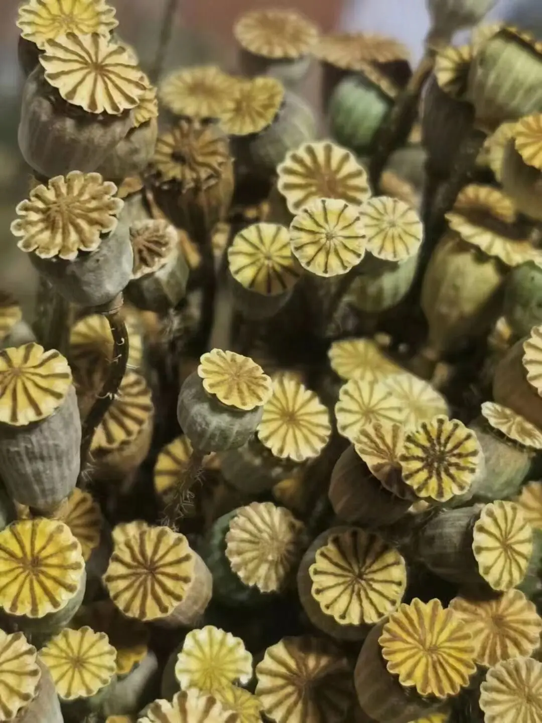 natural wholesale prices dried flowers preserved flowers & plants poppy flower dry original for diy arrangement