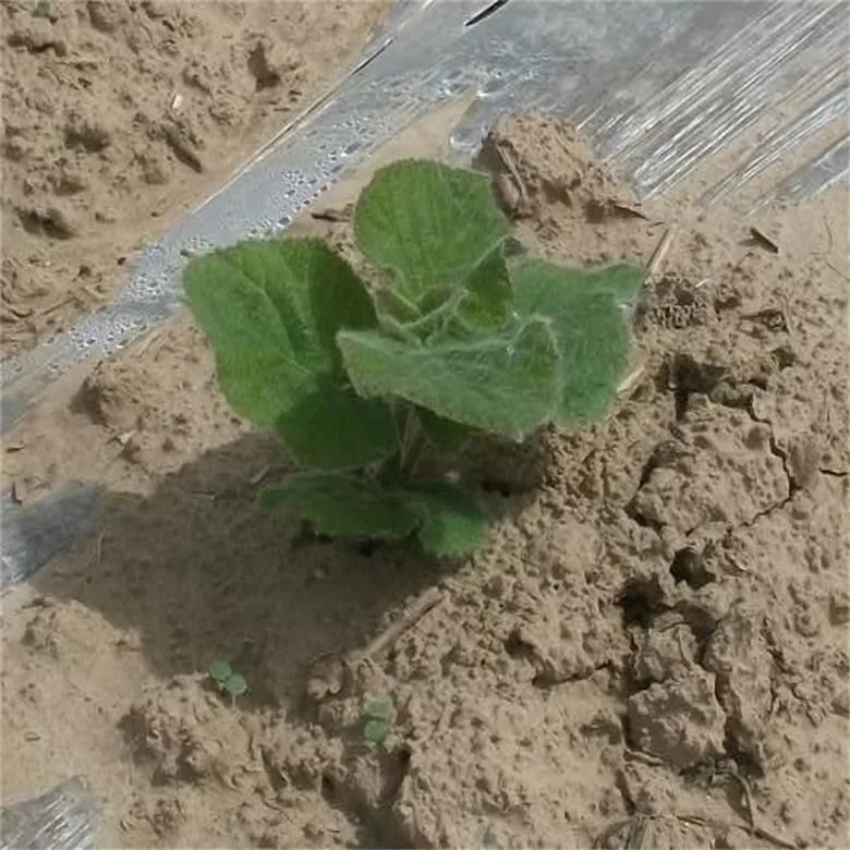 China pao tong hybrid paulownia TF4 root growth Solid  Wood Board for making furniture and landscaping