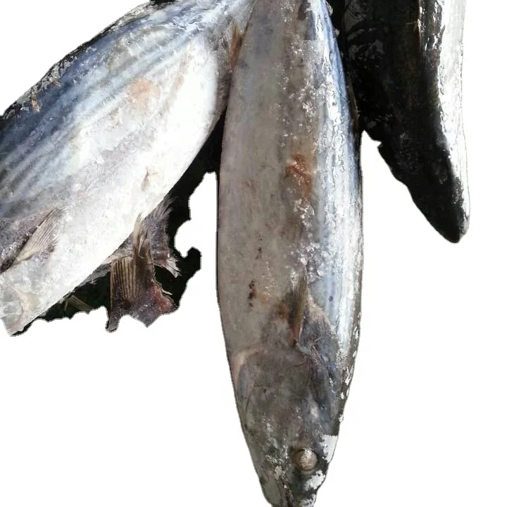 Wholesale good sale Frozen Skipjack Tuna