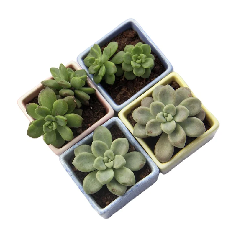 Wholesale Hand Painting Ceramic Flower Pots Fleshy Decorative Creative Customized Ceramic Flowerpot Mini