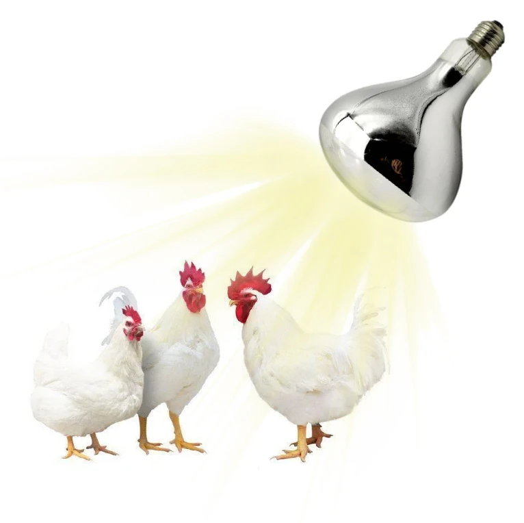 Hard light type R125 100W chicken heater for coop heat light for chickens heat light bulb for bathroom infrared heat bulb