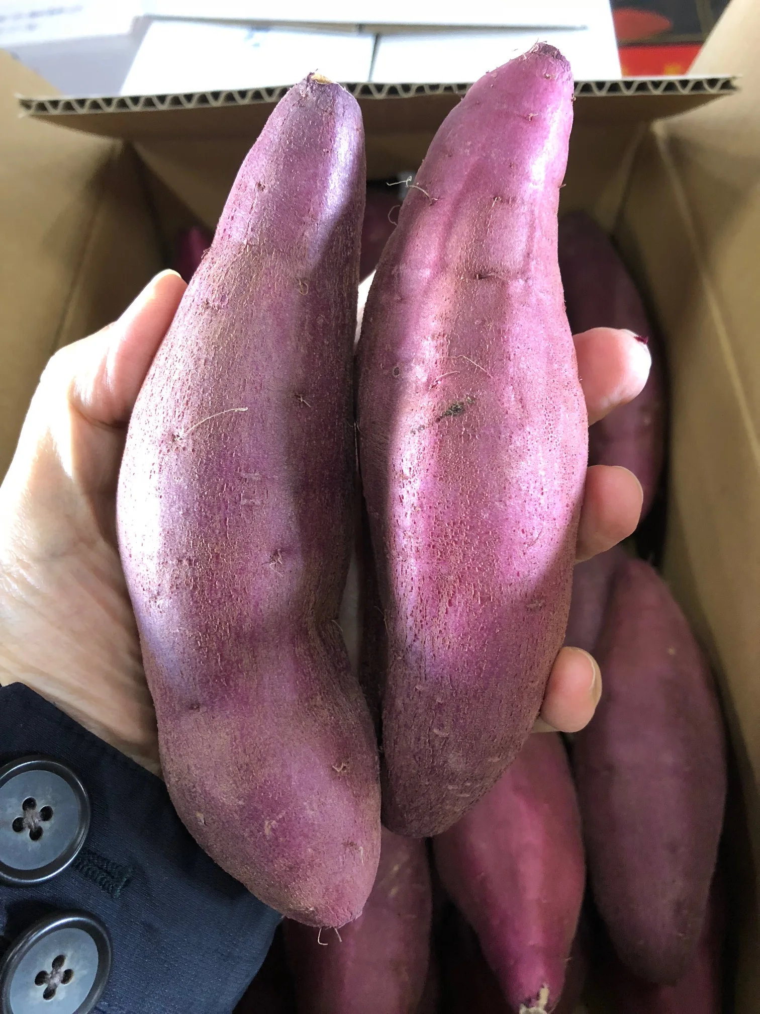 
Hot sale low heat organic delicious purple sweet potato from japan 