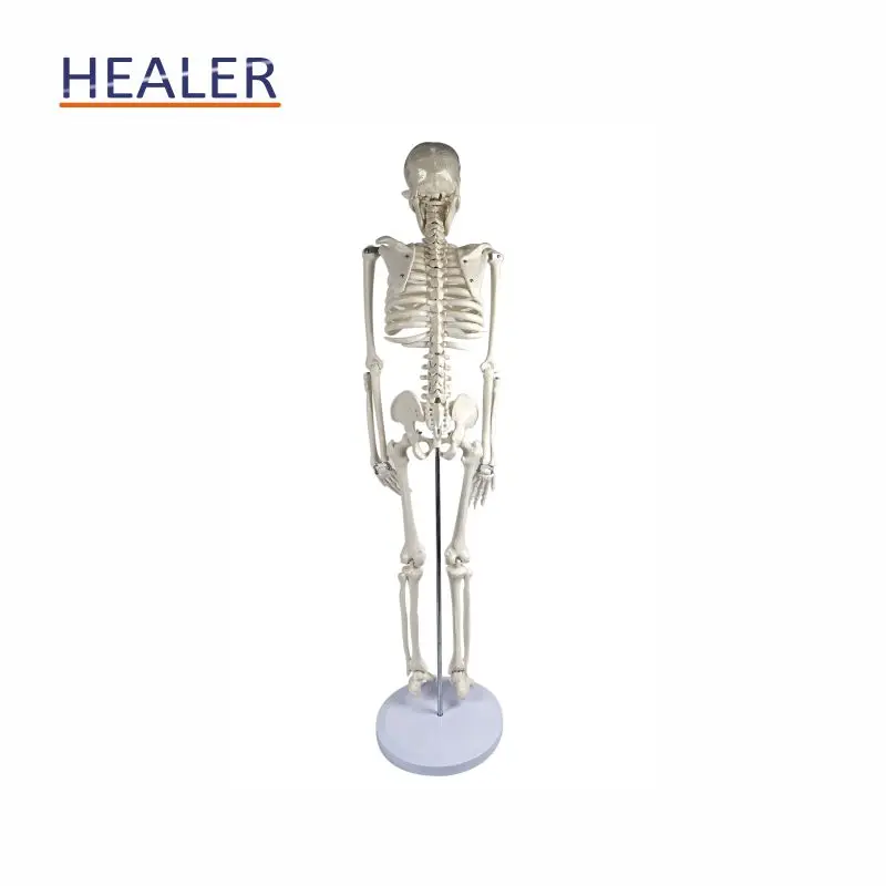 85cm human plastic skeleton anatomical model, advanced bendable bone model
