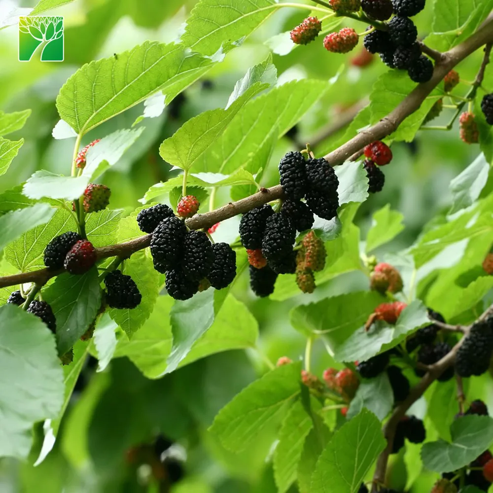 
 Летний Урожай время зрелого ПЛО, быстрая скорость роста черная шелковица fruti саженцев для продажи  