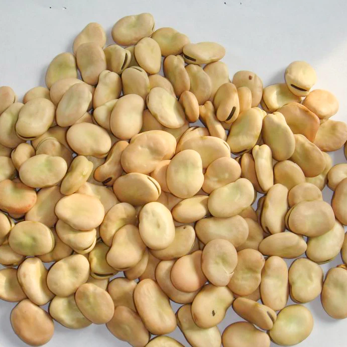
Wholesale broad bean split peeled new crop 