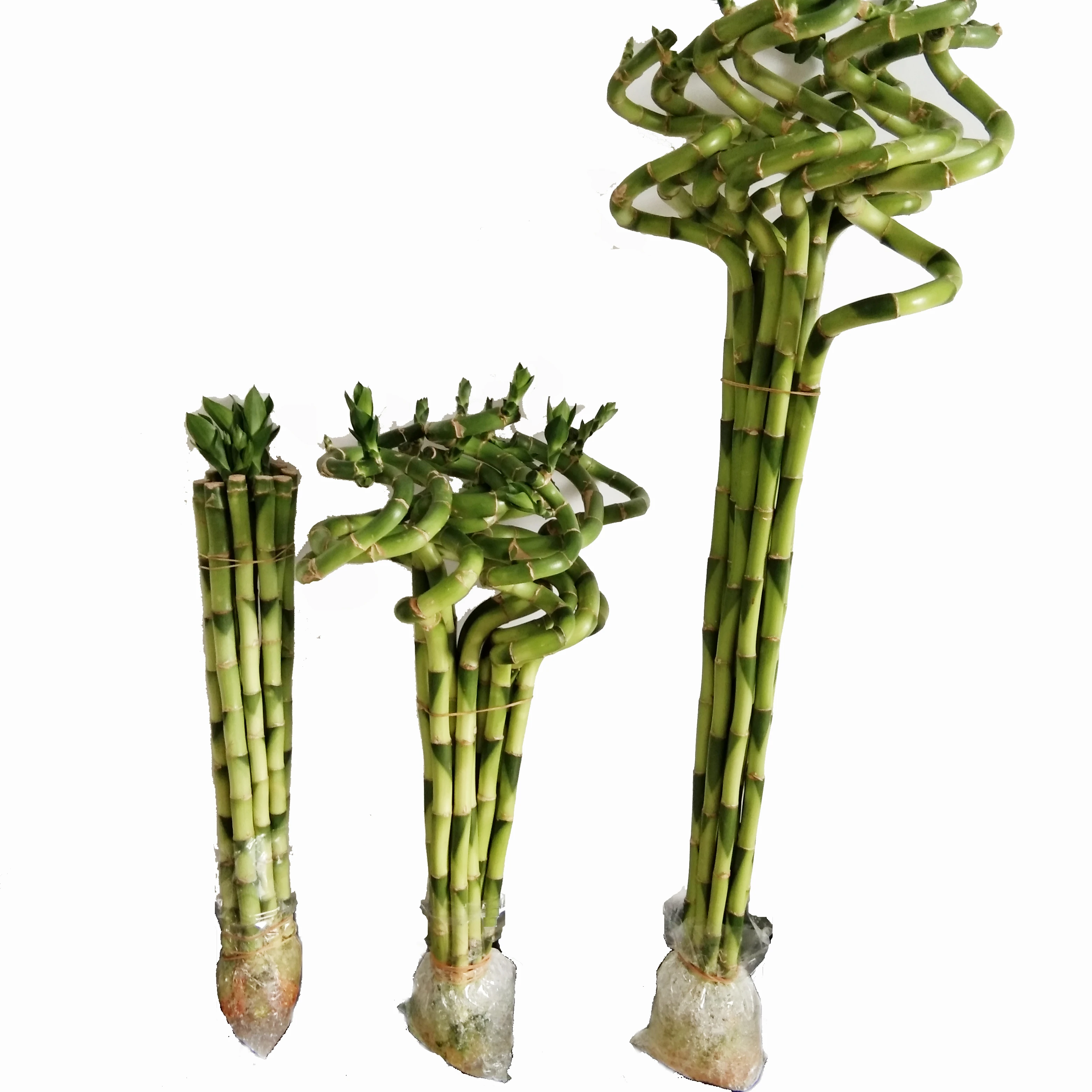 Green straight lucky bamboo plant dracaena sanderiana with good quality Zhanjiang
