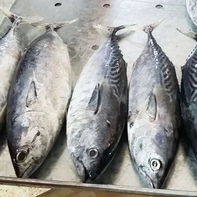 
Bonito fish flakes bonito powder bonito fish with prices 