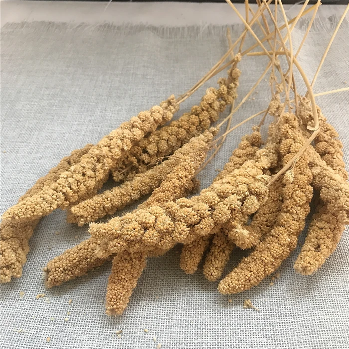 Gu Sui Bulk New Harvest Millet Yellow Bird Food Millets Icker for Birds