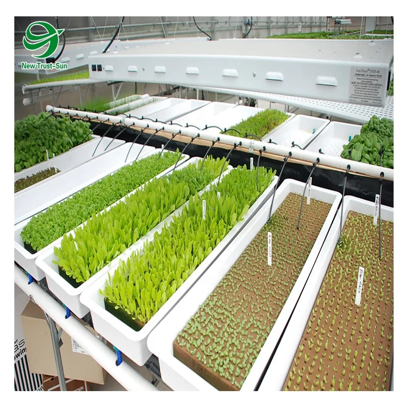 
Low Cost Multispan PO Film Agricultural Greenhouse for Sale with NFT Hydroponic Systems 