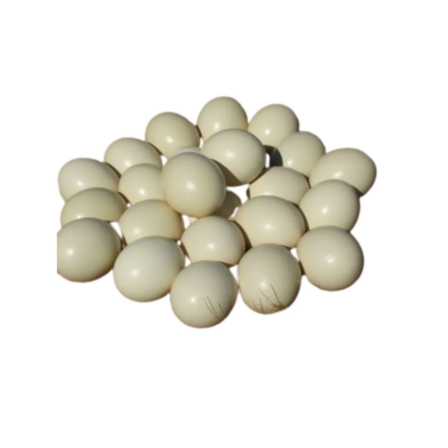 
READY TO EXPORT BIG FERTILE OSTRICH EGGS 