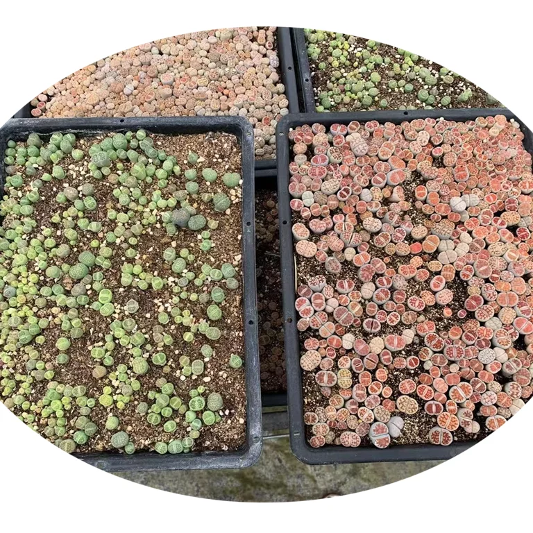 
Very popular, red window, green, hybrid, 