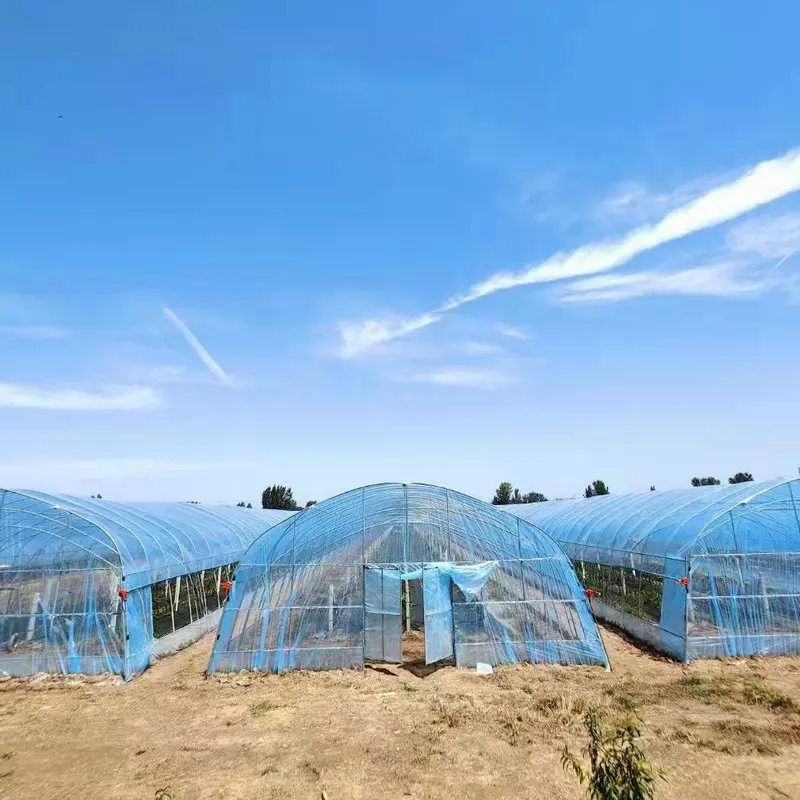 Хорошее качество каркасный Парниковый Сад используется для грибов продажи