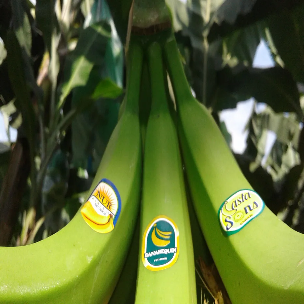 
Fresh Bananas from Ecuador 