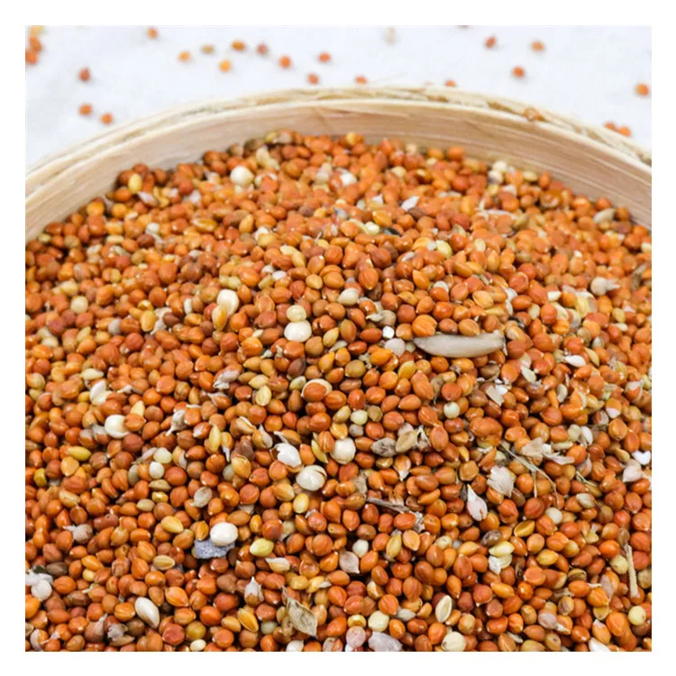 
Export Chinese Natural Organic Red Millet For Bird Food 