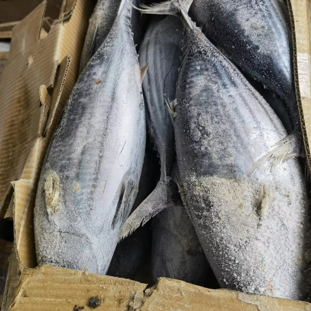 900g up Skip Jack Tuna Fish Eleotridae  Skipjack fish