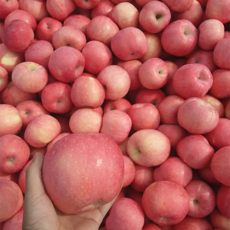Fresh Red Apples Pome Fruits Red Sweet Fruits Wholesale Best Price FuJi Apples