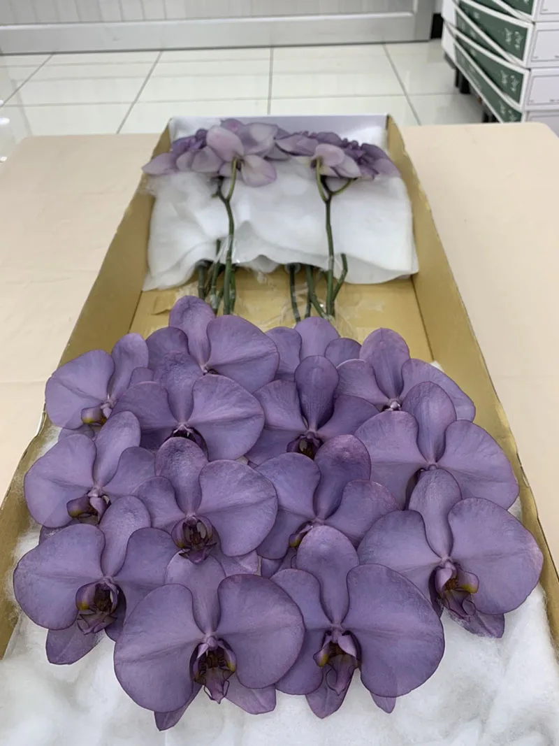 Royal Purple Orchid Butterfly Bouquet Wedding Decoration Fresh Cut