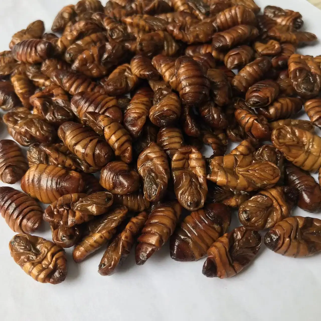 Insect Snack Worms Feed Eco Fresh Silkworm Pupae Insect Protein