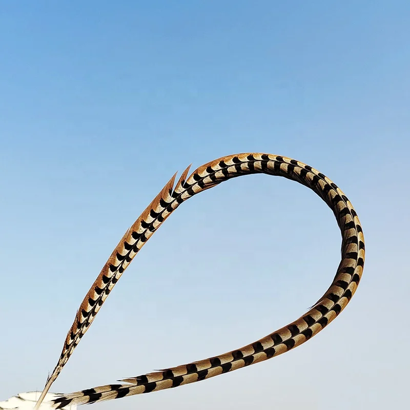 Cheap Large Natural Plumas Reeves Pheasant Tail Feathers 10-150CM for Carnival, Samba, Pattaya performances