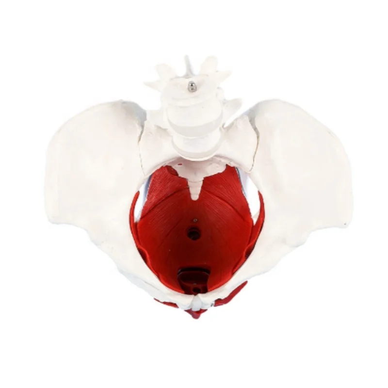 DARHMMY Female Pelvic Girdle and Floor Muscle Model For Medical Science