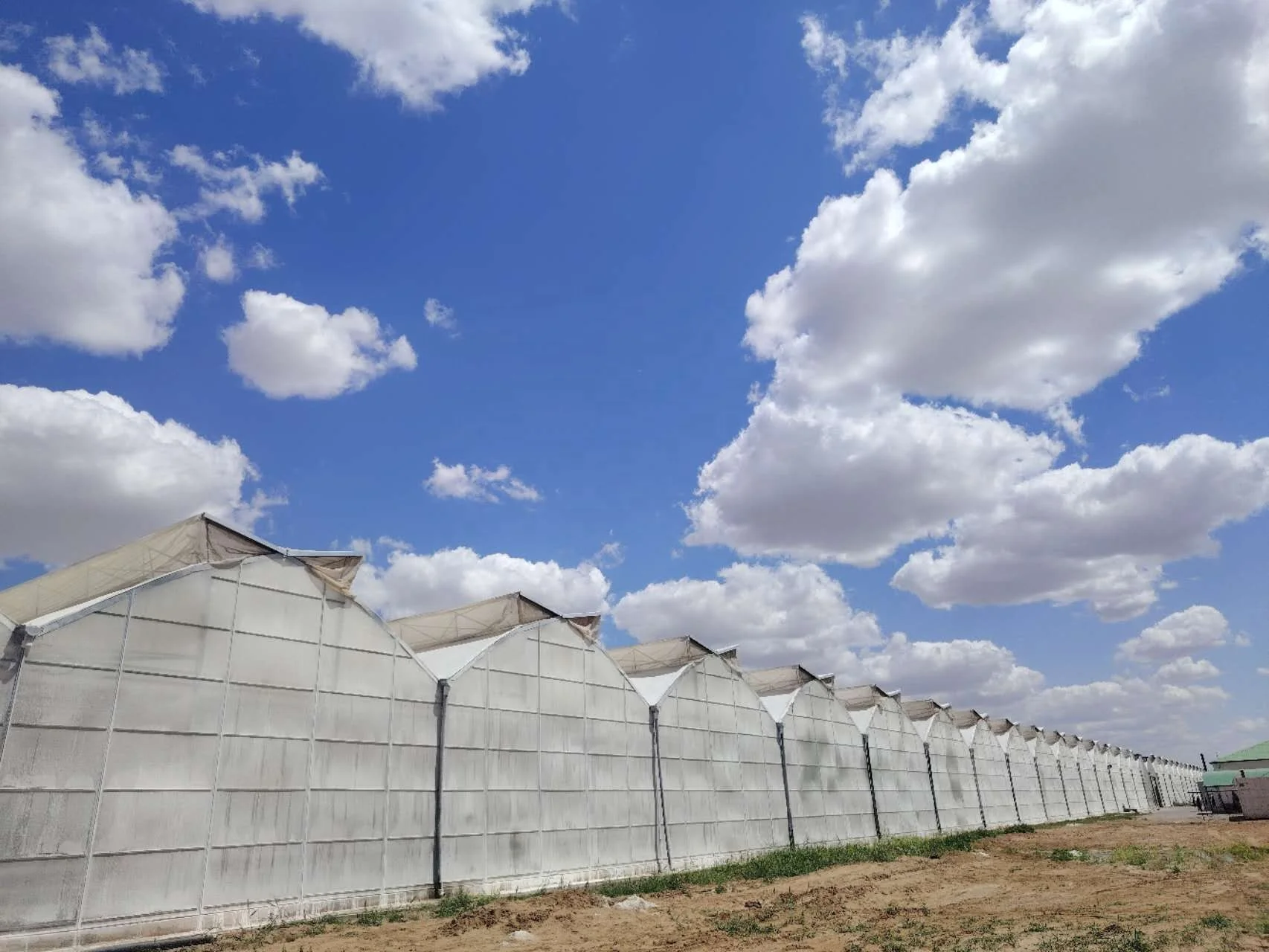 Low Cost Tomato Agricultural Gothic Multi-span Film Greenhouses for Plants Growing