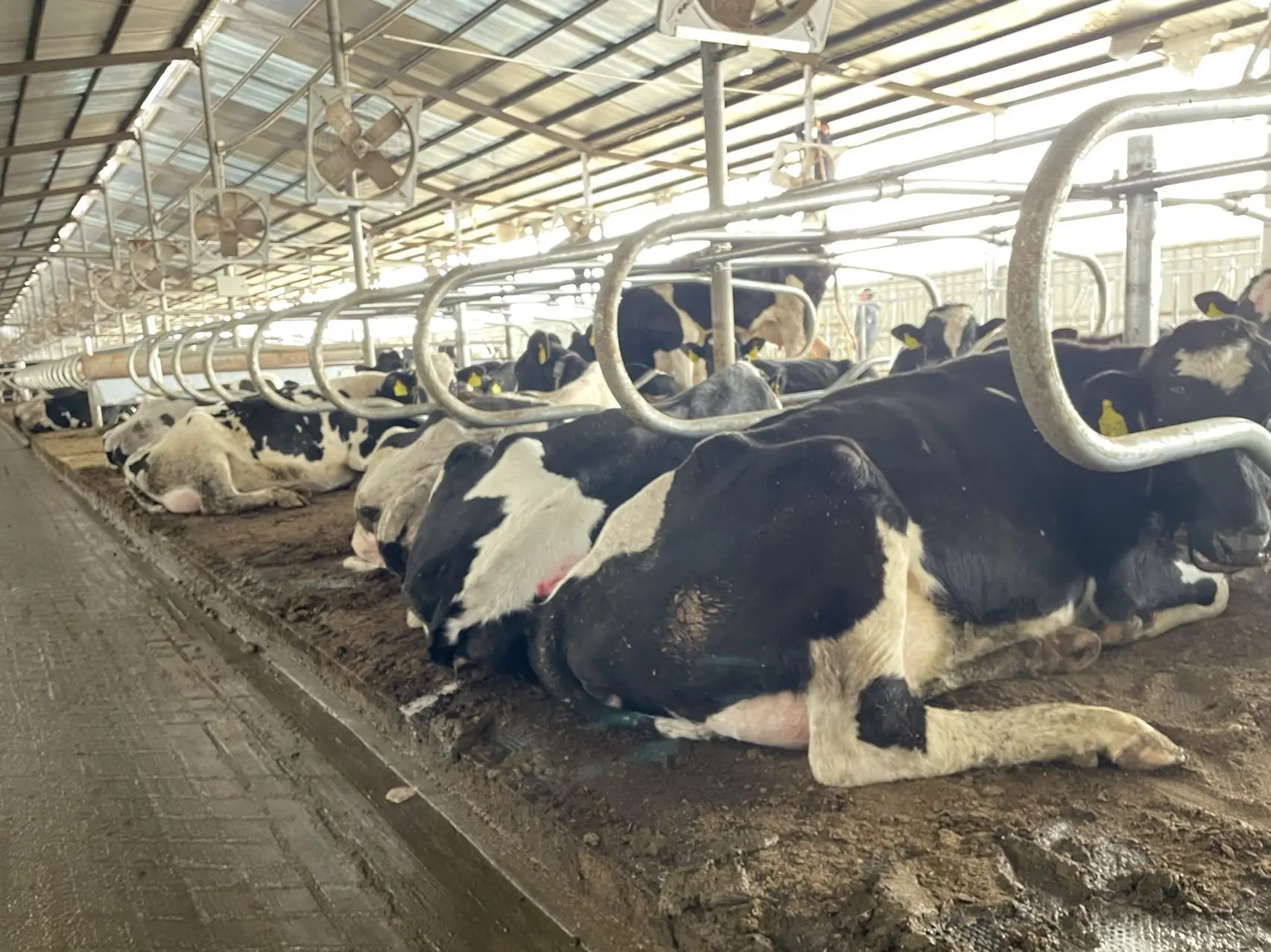 Soft bed system Cow cubicle mats latex foam mattress for cattle/cow/bovine/buffalo/bull/livestock