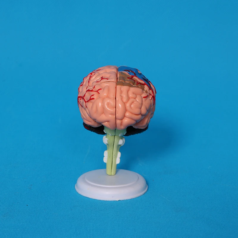 Factory human skeleton, skull, heart anatomical model, detachable brain model