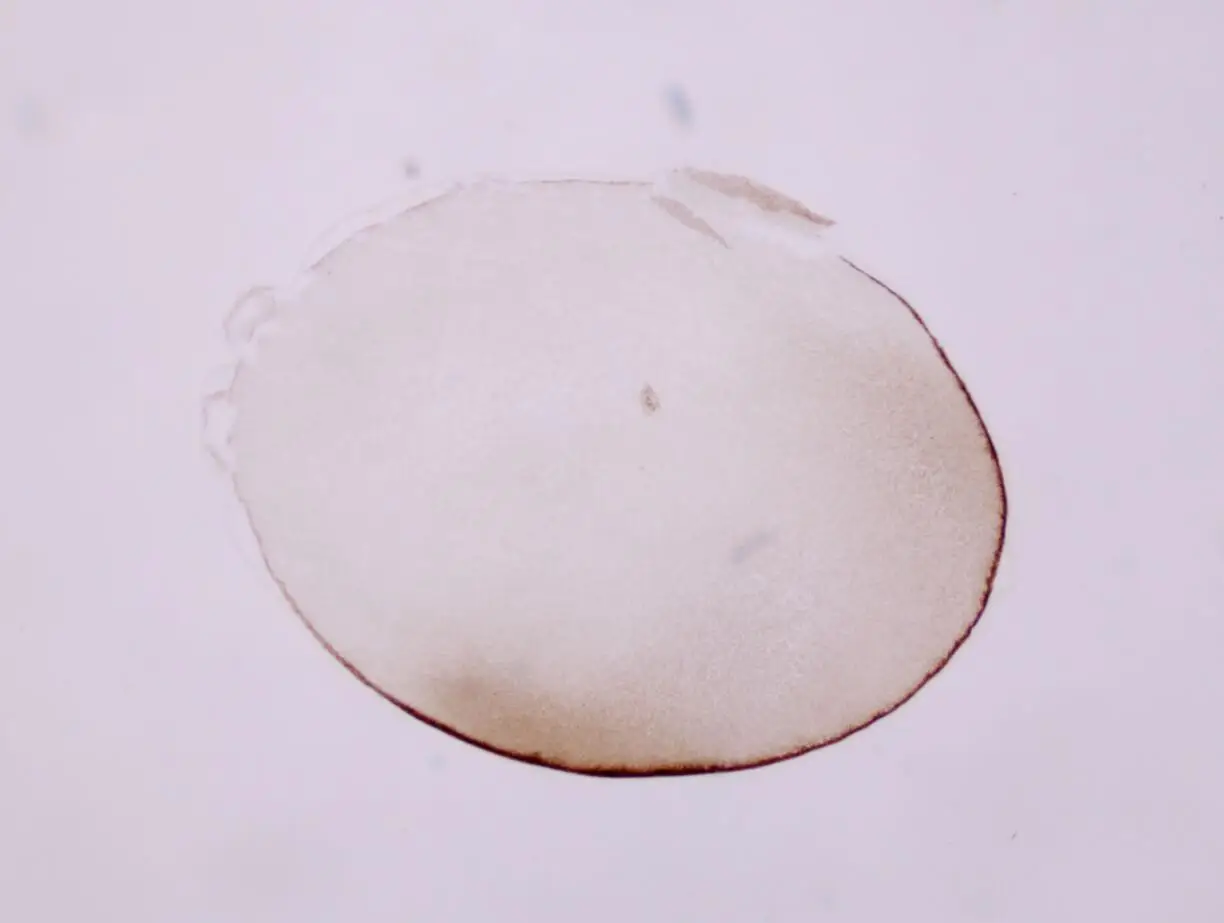 Biological Microscopes Slides Middle School Student Gift Teaching Resource 10 pcs Set Zoology Prepared Slides