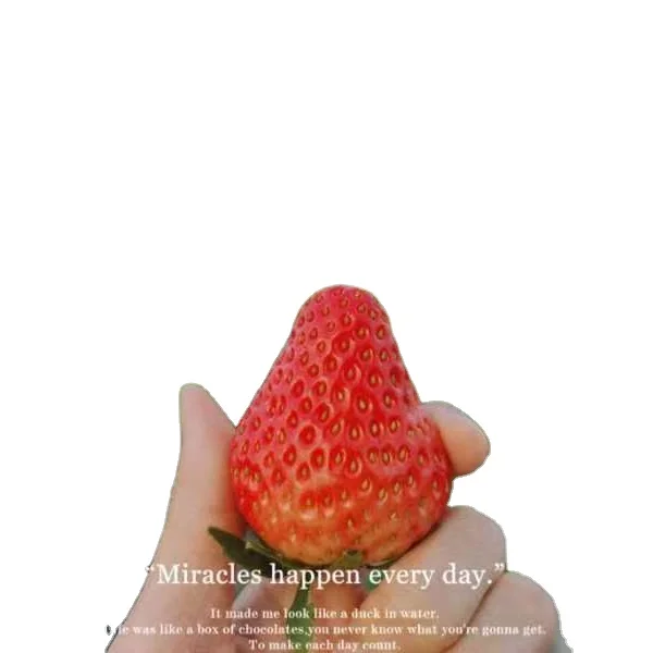 High quality big size tasting wholesale clean sweet strawberry