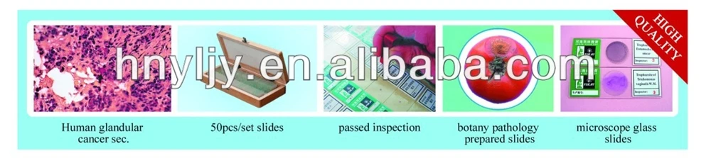 human pathology slides.jpg