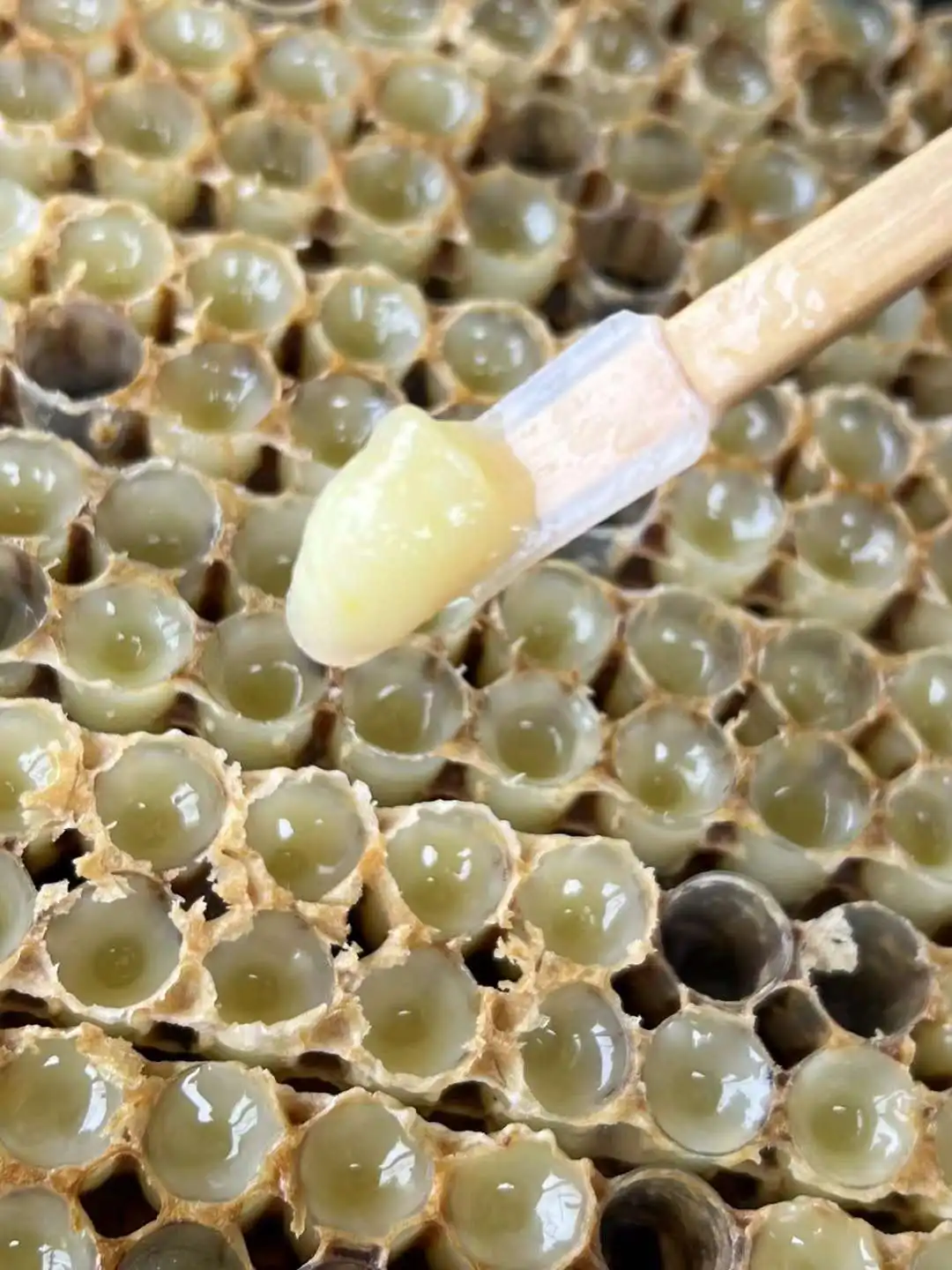 Fresh Frozen Royal Jelly